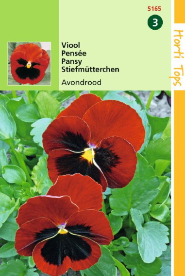 Viool Avondrood (Viola wittrockiana) 320 zaden HT